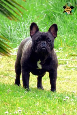 Étalon Bouledogue français - ADAMANTHE Des Jardins De Sorkal