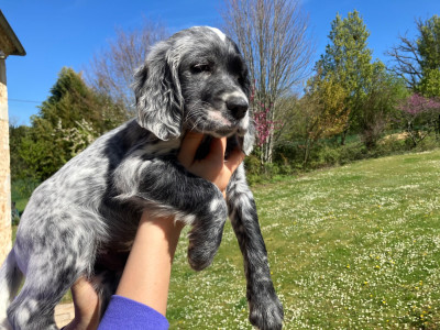 Étalon Setter Anglais - Bounty De La Vallée De Champlebout