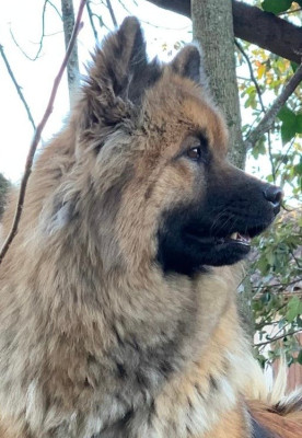 Étalon Eurasier - Toundra Des Hauts De Chamboursat