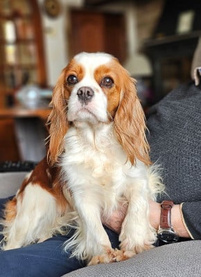 Étalon Cavalier King Charles Spaniel - VALSE DEVIENNE Of little by little