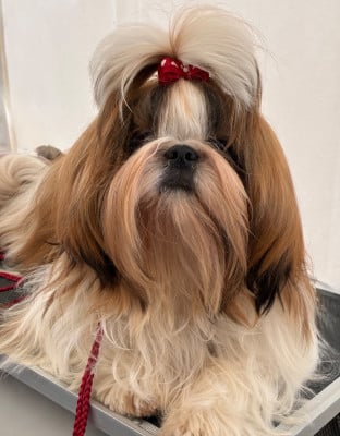 Étalon Shih Tzu - De La Pouponnière De Sô Alba