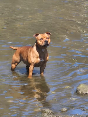 Étalon Staffordshire Bull Terrier - Valkyra De La Vallée Des Sages de La Vallée Des Sages