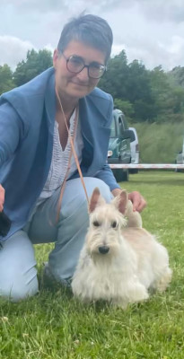 Étalon Scottish Terrier - Amber du Moulin de Mac Grégor