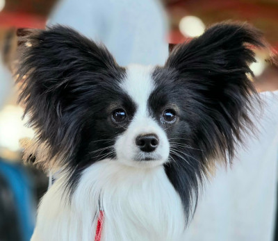 Étalon Epagneul nain Continental (Papillon) - CH. milbu Upper Cut