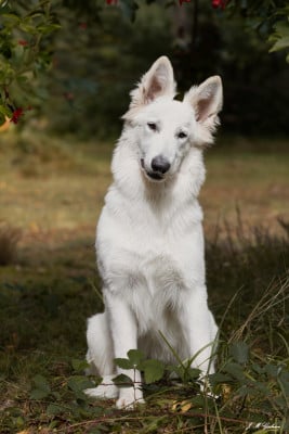 Étalon Berger Blanc Suisse - Valentina Des Blancs De La Pierre Lune