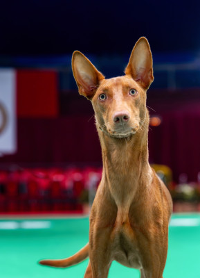 Étalon Rhodesian Ridgeback - Nefer Temu Eko sonic Titre Initial