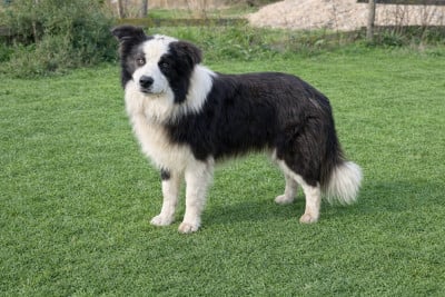 Étalon Border Collie - AKITA (Sans Affixe)