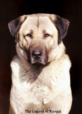 Étalon Berger Kangal - KARA PANTER The Legend Of Kangal