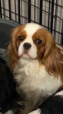Étalon Cavalier King Charles Spaniel - Tinabella de Castelburry