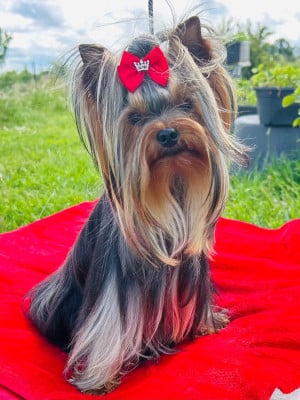 Étalon Yorkshire Terrier - Azul de L Eden Royal de l'Eden Royal