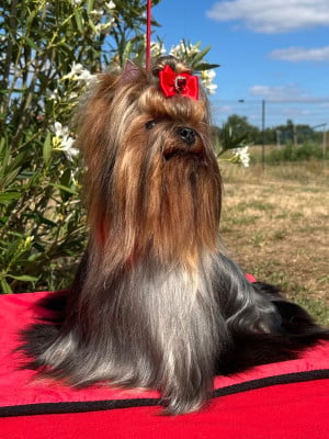 Étalon Yorkshire Terrier - Toscane de L Eden Royal de l'Eden Royal