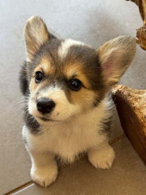 Étalon Welsh Corgi Pembroke - Starlight Royal Dream Beauty Meredith