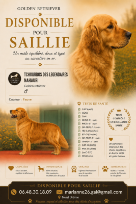 Étalon Golden Retriever - Tchourros des Légendaires Nahauri