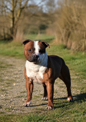 Étalon Staffordshire Bull Terrier - See you soon matell's family