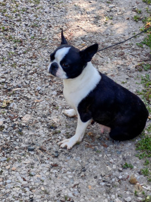 Étalon Boston Terrier - Ultra chic Du grand fresnoy