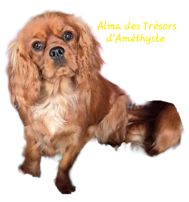 Étalon Cavalier King Charles Spaniel - ALMA des Trésors d'Amethyste