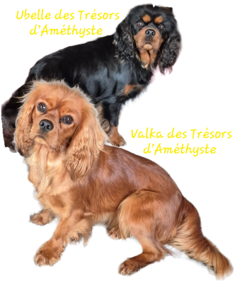 Étalon Cavalier King Charles Spaniel - UBELLE des Trésors d'Amethyste