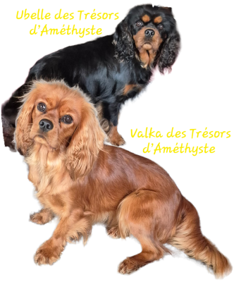 Étalon Cavalier King Charles Spaniel - VALKA des Trésors d'Amethyste