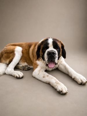 Étalon Chien du Saint-Bernard - Végéta Du Missy's Ranch