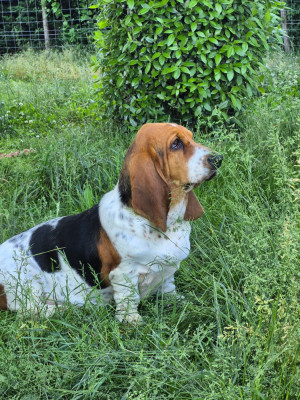 Étalon Basset Hound - Augustine Des sources sacrees