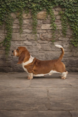 Étalon Basset Hound - CH. Alphonse Des Mille Et Une Roses