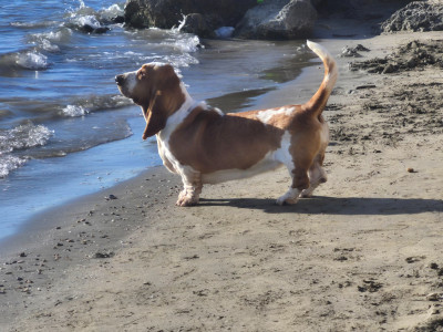 Étalon Basset Hound - CH. Agathe du Haras de la Vergne