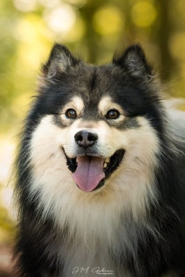 Étalon Chien finnois de Laponie - Uusi Matka De La Contrée De Léonidas