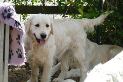Étalon Golden Retriever - Volga de la plaine des peupliers