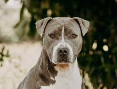 Étalon American Staffordshire Terrier - Kingdom’s Diamond Saory Athena