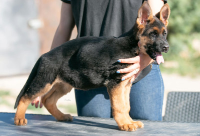 Étalon Berger Allemand - Birdy des Cieux Dorés