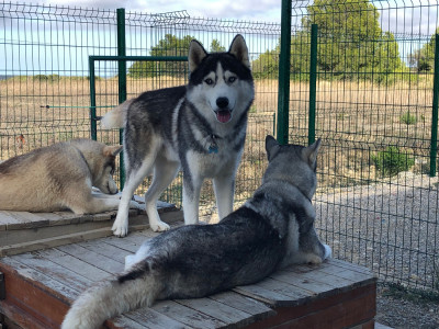 Étalon Siberian Husky - volf Of The Southern Mountain