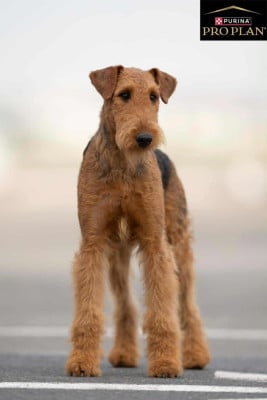 Étalon Airedale Terrier - Mind Game of malton