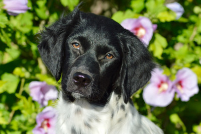 Étalon Chien d'arrêt frison - ALOUETTE (Sans Affixe)