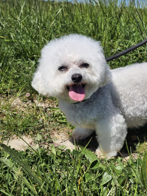 Étalon Bichon Frise - Neya de la grande equinoxe