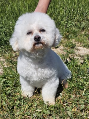 Étalon Bichon Frise - O'linette de la grande equinoxe
