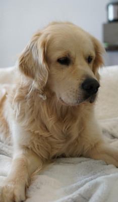 Étalon Golden Retriever - Ugo dit Ukko Des Rêveurs De Galens