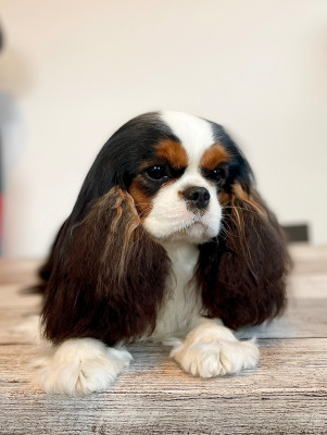 Étalon Cavalier King Charles Spaniel - Sweet Blue Dream De Manaëlle