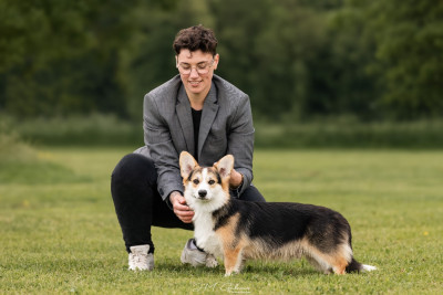 Étalon Welsh Corgi Pembroke - born to be Tango Écho Delta