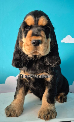 Étalon Cocker Spaniel Anglais - BLACK-AMBER Les Joyaux Du Phare