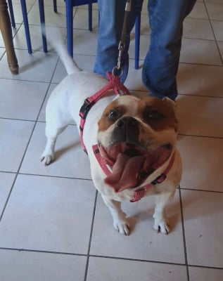 Étalon Staffordshire Bull Terrier - Spike of Happy Angels