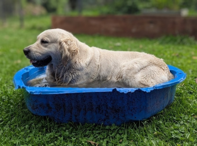 Étalon Golden Retriever - Sushi des Légendaires Nahauri