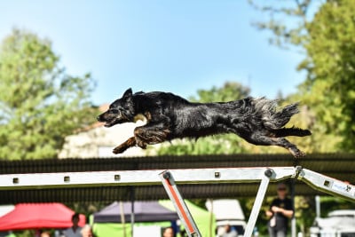 Étalon Border Collie - Ticket to Ride at Yosemite (Sans Affixe)