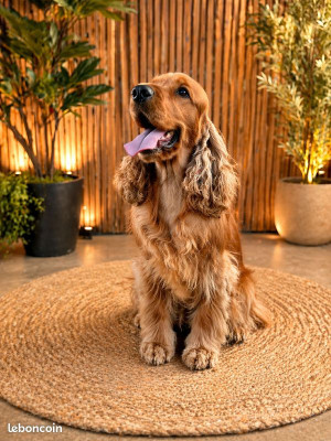 Étalon Cocker Spaniel Anglais - De Salt Whistle Bay Vegas