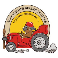 Étalon Boxer - BONNIE PARKER Des Belles Truffes