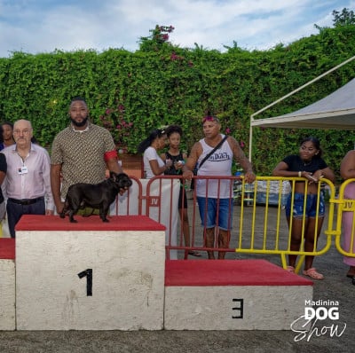 Étalon Bouledogue français - Athos du clos de la mare des drouins