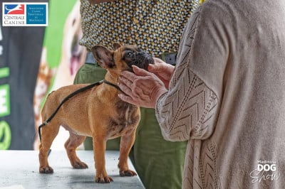Étalon Bouledogue français - Armonie Mada’s Little Angel