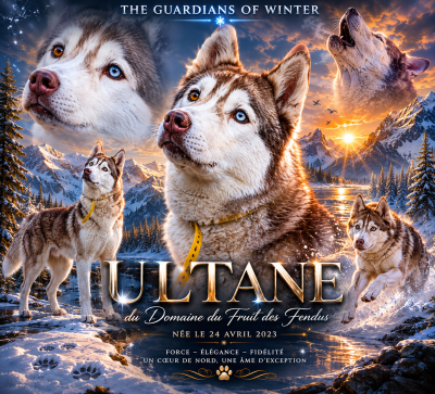 Étalon Siberian Husky - Ultane du domaine du fruit des fendus