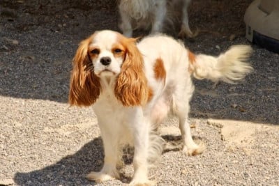Étalon Cavalier King Charles Spaniel - VALSE de la Bastide du Jas de Jeromes