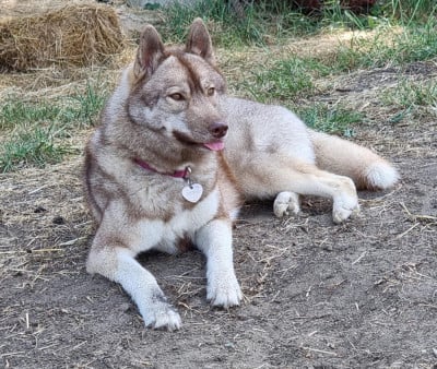 Étalon Siberian Husky - HOLLYPEK'S COVER ME IN SUNSHINE