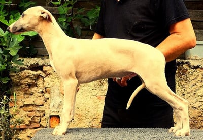 Étalon Whippet - Billy Aidol du castel minervois